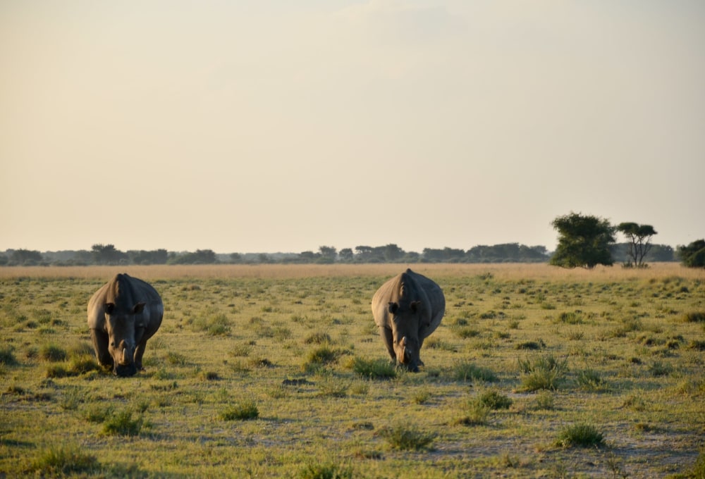 Durch die Kalahari zum Khama Rhino Sanctuary